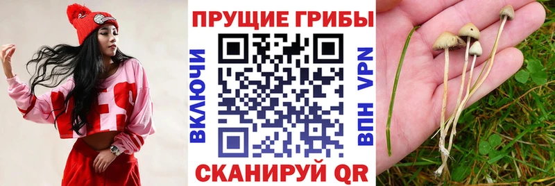 Галлюциногенные грибы мухоморы  купить наркоту  Андреаполь 